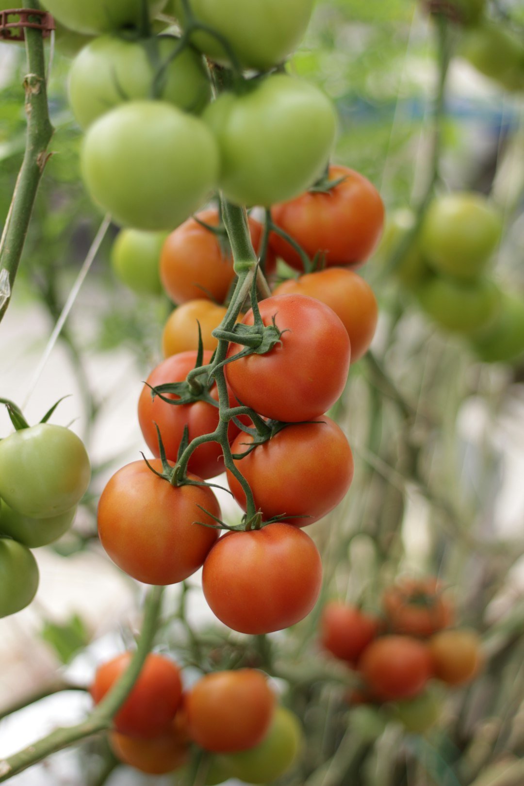 green-and-red-round-fruits-yppfwdsgunw